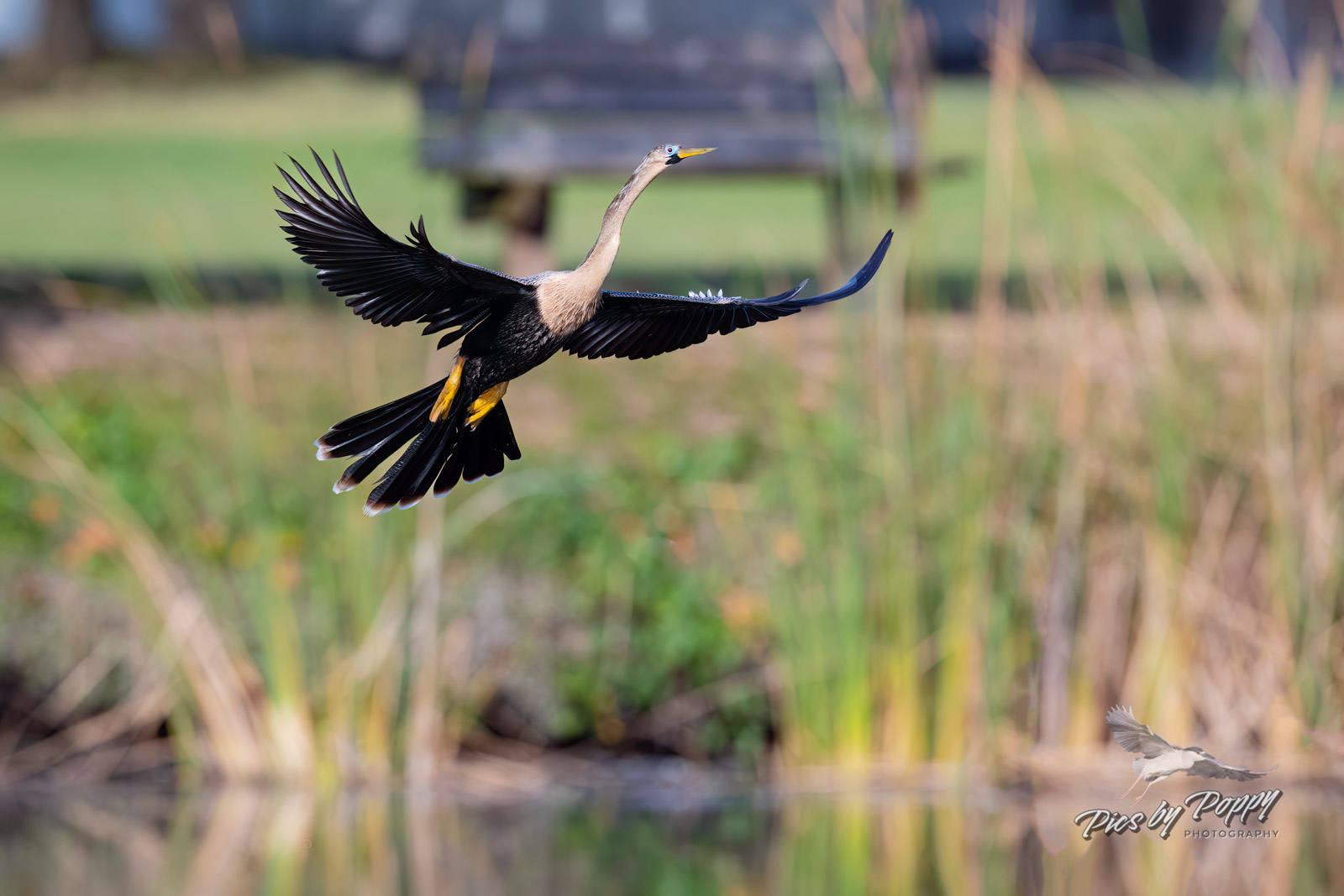 anhinga_flight_venice_02-10-20-web_std.jpg