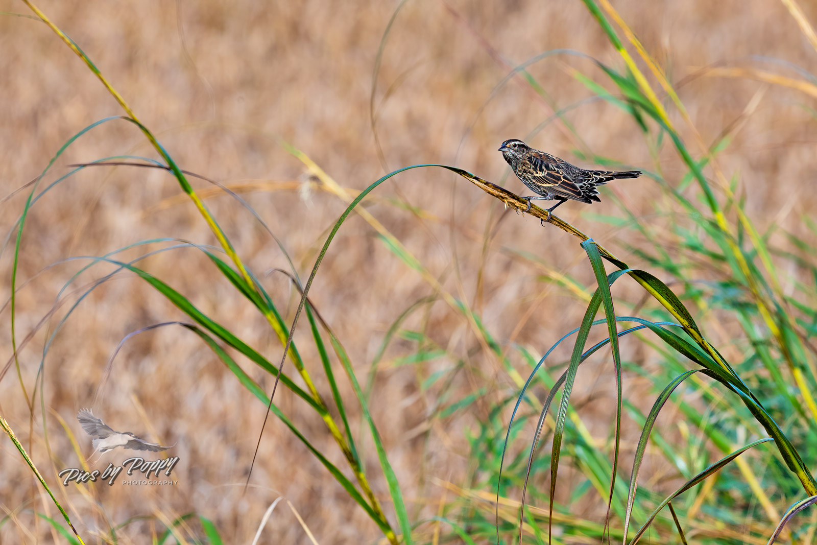 female_rw_reeds_bhnwr_10-13-19-web_std.jpg