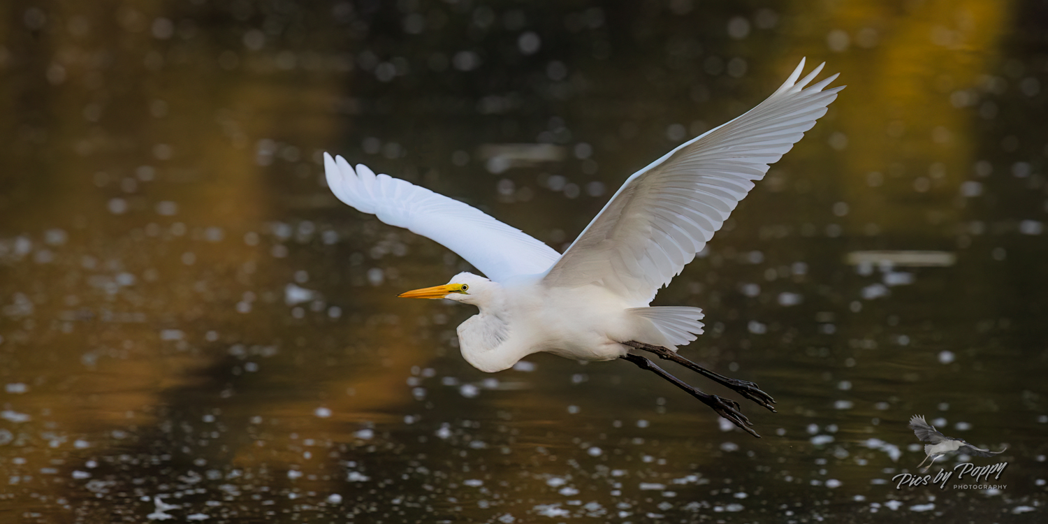 g_egret_flight_orange_waters_hm_09-20-19-web_std.jpg