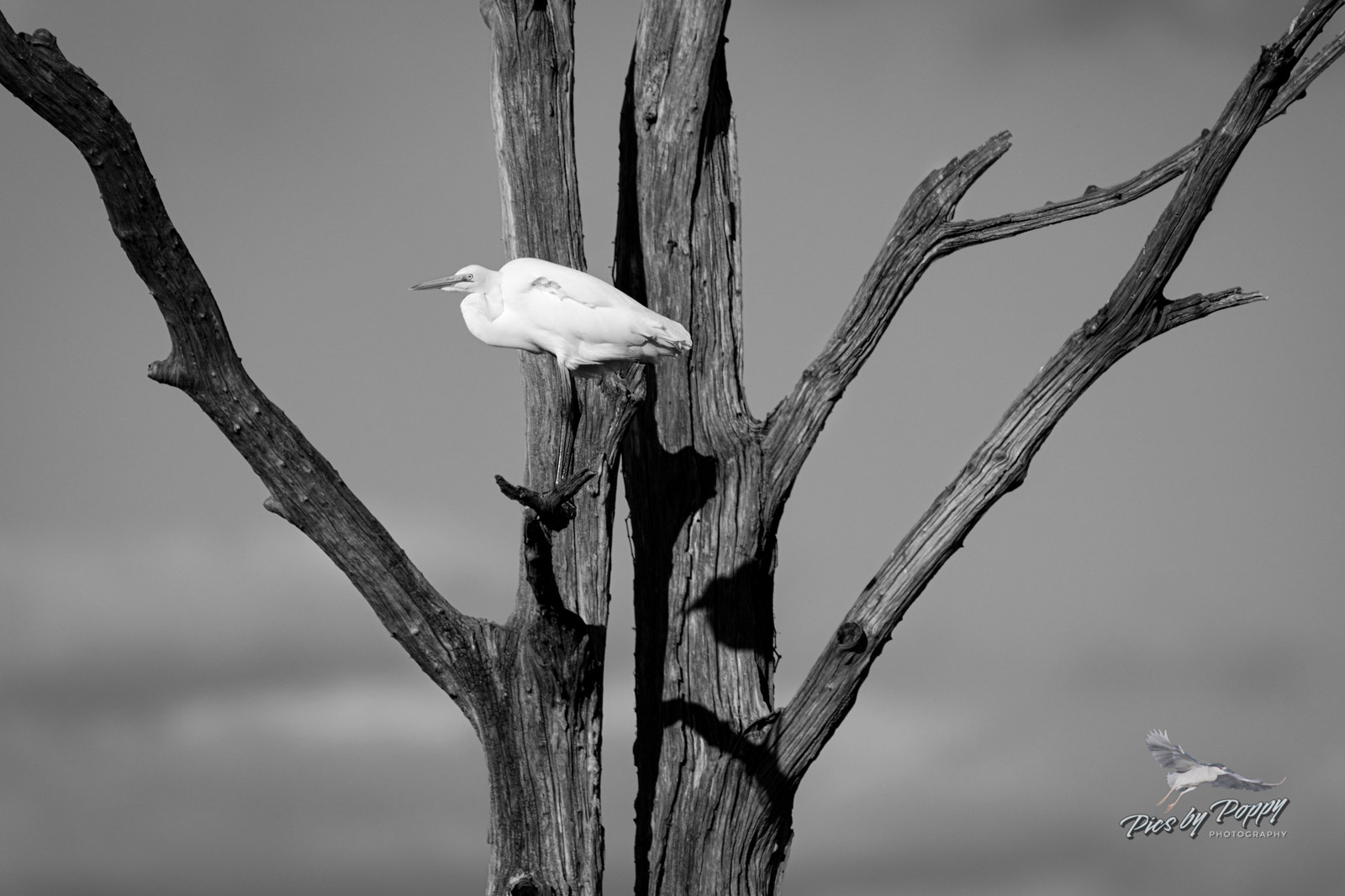 g_egret_naked_tree_bw_bhnwr_10-09-22-web_std.jpg