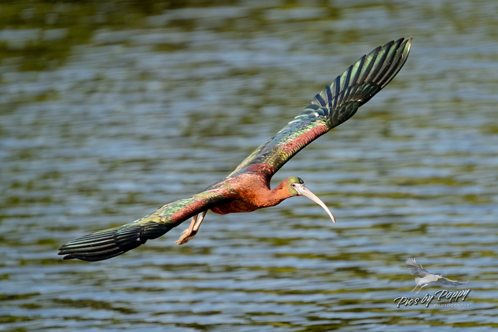 g_ibis_gliding_venice_04-05-22-web_std.jpg