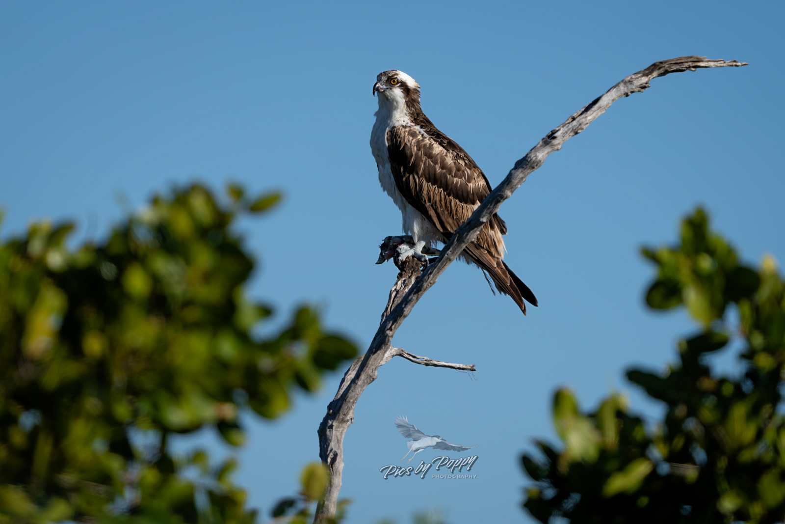osprey_portrait_merritt_12-31-23-web_std.jpg