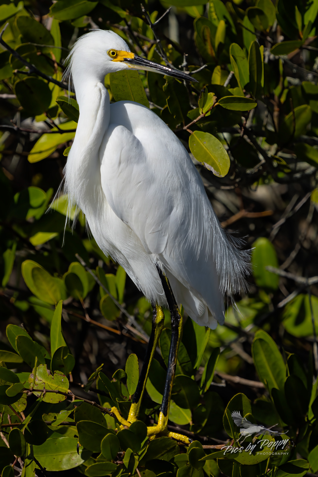 s_egret_portrait_merritt_12-29-23.jpg