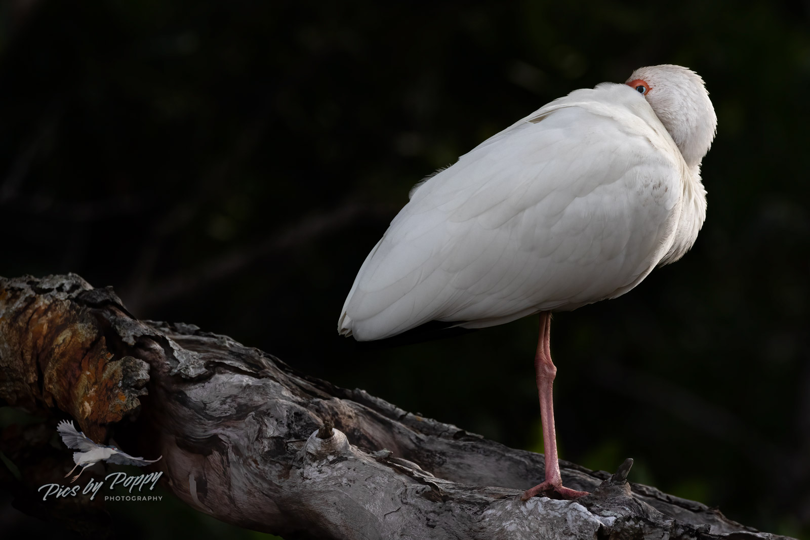White Ibis Portrait 2